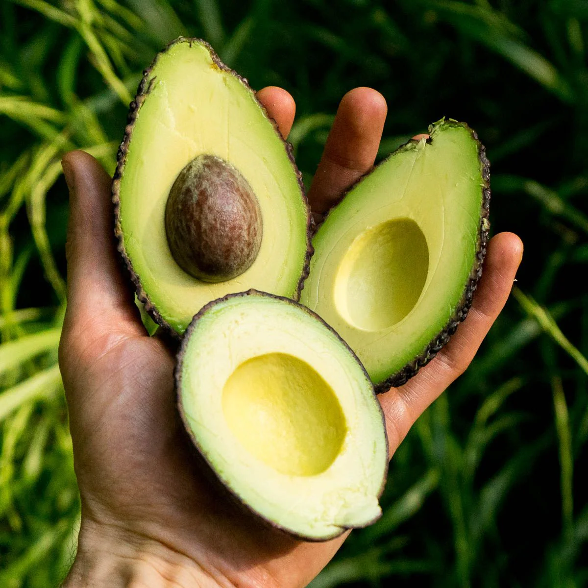 Avocados